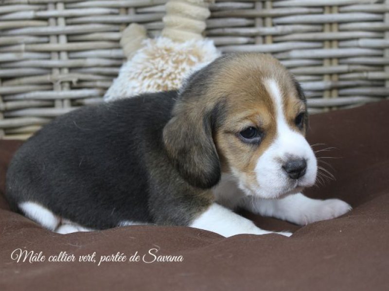 savana-male-vert2