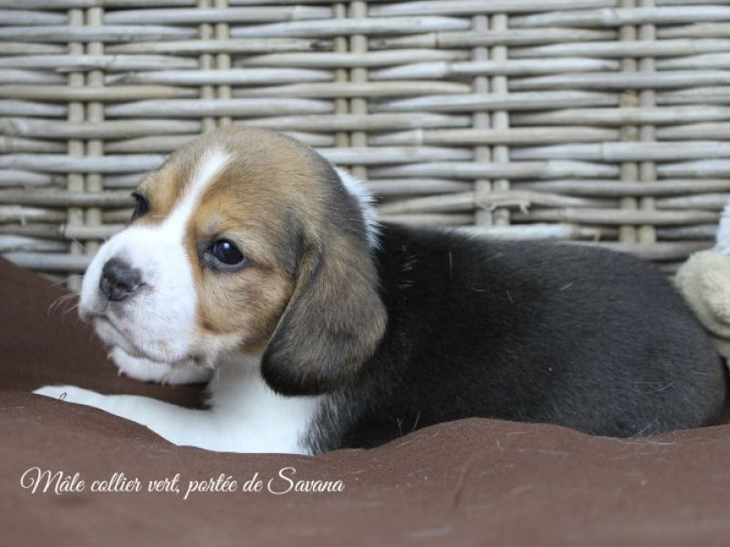 savana-male-vert6