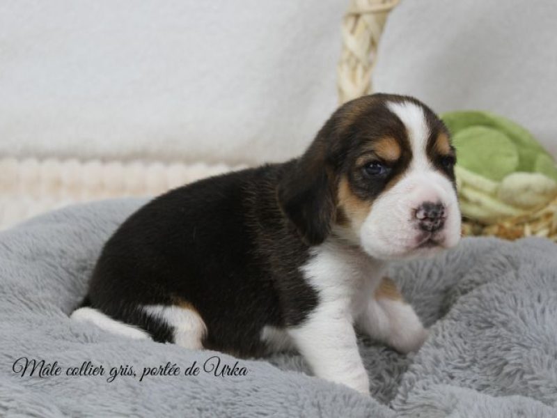 urka-male-gris3