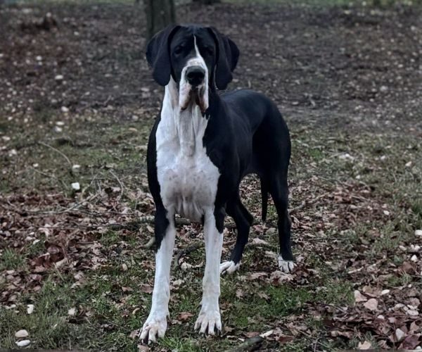 Zia das terras de atomun